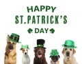 Happy St. Patrick`s Day. Cute dogs with leprechaun hats on white background Royalty Free Stock Photo