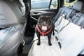 Happy Staffordshire Bull Terrier dog on the back seat of a car with a clip and strap attached to his harness. He is sitting on a
