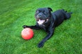 Happy Staffordshire Bull Terrier dog lying on grass with his paw on a red plastic ball, looking at the camera Royalty Free Stock Photo