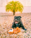 Happy staffordshire bull terrier dog with a soft toy teddy bear Royalty Free Stock Photo