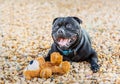 Happy staffordshire bull terrier dog with a soft toy teddy bear