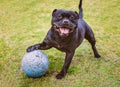 Happy Staffordshire Bull Terrier dog standing with his paw resting on a large ball ball with puncher marks from playing. Royalty Free Stock Photo