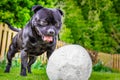 Happy Staffordshire Bull Terrier dog staring at a slightly deflated soccer, football waiting to play on grass with a picket fence