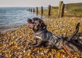 Happy Staffordshire bull terrier dog wearing a harness jacket