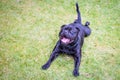 Happy staffordshire bull terrier lying flat on on the grass very