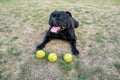 Happy Staffordshire Bull Terrier lying on a grass with a big smile on his face.