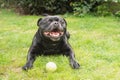 Happy Staffordshire Bull Terrier lying on grass outside with a tennis ball on the ground in front of him