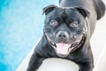 Happy Staffordshire Bull Terrier lying by side of pool