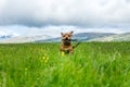 Happy Staffordshire bullterrier playing outdoors with stick in beautiful landscape environment during summertime. Royalty Free Stock Photo