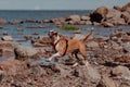 Happy Staffordshire Terrier gnaws a stick and runs along the waterbank and rocks