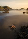 Happy starfish seascape