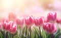 Happy start of spring poster. Beautiful photorealistic pink tulip flowers close up on nice blurred background. Spring flowers