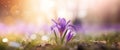 Happy start of spring poster. Beautiful photorealistic purple iris flowers close up, nice blurred background.