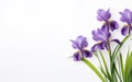 Happy start of spring poster. Beautiful purple iris bouquet isolated on white background