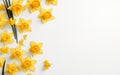 Happy start of spring poster. Beautiful yellow daffodils isolated on white background