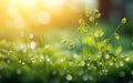 Happy start of spring poster. Dawn dew green grass texture. Fresh morning sun light, water drops, blurred background.