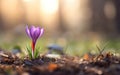 Happy start of spring poster. One beautiful photorealistic purple crocus growing on warm blurred background Royalty Free Stock Photo