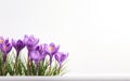 Happy start of spring poster. Short purple crocus flowers in the snow isolated on white background. Copy space. Pastel violet, Royalty Free Stock Photo