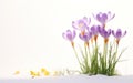 Happy start of spring poster. Tall purple crocus flowers in the snow isolated on white background. Royalty Free Stock Photo
