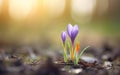 Happy start of spring poster. Two beautiful photorealistic purple crocus plants in the soil, blurred background. Spring flowers