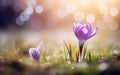 Happy start of spring poster. Two beautiful photorealistic purple crocuses close up on warm blurred foreground. Spring flowers in