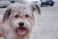 Happy Stray dog in Bangkok Royalty Free Stock Photo