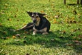 Happy stray dog with ears raised Royalty Free Stock Photo