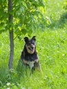 Happy stray dog having rest Royalty Free Stock Photo