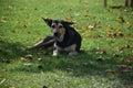 A happy stray dog with its ears bent Royalty Free Stock Photo