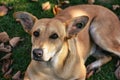 A happy stray dog looking up with her eyes Royalty Free Stock Photo