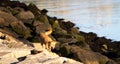 Happy Stray Dog Runs Along the Rocky Shore Royalty Free Stock Photo