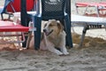 Happy stray dog& x27;s vacation on the beach. Greece Royalty Free Stock Photo