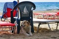 Happy stray dog's vacation on the beach. Greece Royalty Free Stock Photo