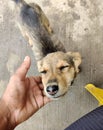 A happy street dog. Pariah breed.