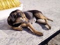 Happy Street dog sunbathing Royalty Free Stock Photo