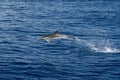 Happy striped dolphin jumping in genoa, ligurian sea, italy Royalty Free Stock Photo