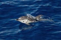 Happy Striped dolphins jumping outside the sea