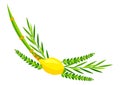 Happy Sukkot symbols. Four species etrog, lulav, willow and myrtle branches.