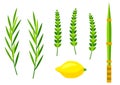Happy Sukkot symbols. Four species etrog, lulav, willow and myrtle branches.
