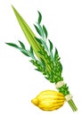 Happy Sukkot traditional symbols. Four species etrog, lulav, willow and myrtle branches.