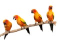 Happy Sun Conure Parrots on a Perch on White Backg Royalty Free Stock Photo