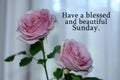 Happy Sunday card greeting with beautiful pink roses blossom on white background. Sunday morning text message with flowers. Royalty Free Stock Photo