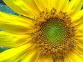 Happy yellow Sunflower