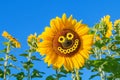 happy sunflower blossom, at the field with smiling face Royalty Free Stock Photo