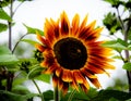 Happy Sunflower, bright day, yellow, orange, and brown