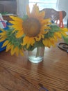 Happy Sunflower days