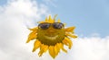 Happy Sunflower face with sunglasses in the sunflower field. Royalty Free Stock Photo