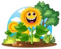 Happy Sunflower with Smiling Face Royalty Free Stock Photo