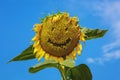 Happy sunflower smiling face Royalty Free Stock Photo