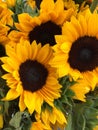 Happy sunflowers at the farmers market Royalty Free Stock Photo